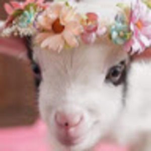 Meet your Posher, Frances